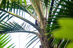 Melanerpes portoricensis