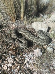 Bothrops ammodytoides