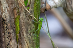 Anolis evermanni