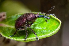 Rhynchites giganteus