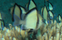 Dascyllus reticulatus