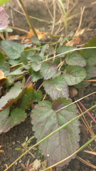 Dracocephalum nutans