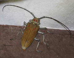 Batocera rufomaculata