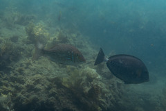 Prionurus microlepidotus