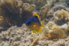 Mecaenichthys immaculatus