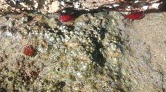 Actinia mediterranea