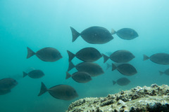Prionurus maculatus