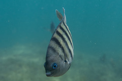 Abudefduf bengalensis