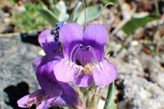 Penstemon eriantherus