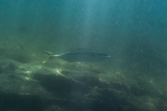 Seriola lalandi