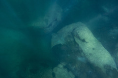 Myliobatis tenuicaudatus