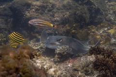 Myliobatis tenuicaudatus