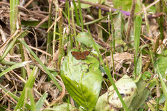 Antillea pelops