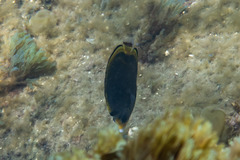 Chaetodon flavirostris