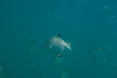 Monodactylus argenteus
