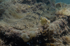 Platycephalus fuscus