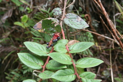Gaultheria erecta