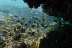 Schuettea scalaripinnis