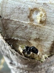 Silba adipata