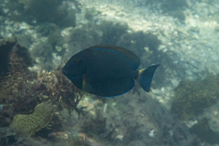 Acanthurus dussumieri