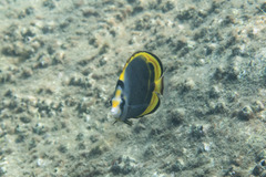 Chaetodon flavirostris