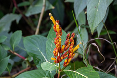 Sanchezia parvibracteata