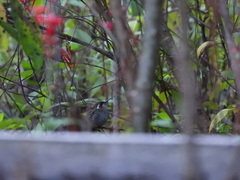 Lampornis amethystinus