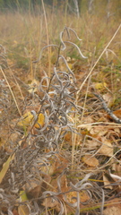Leontopodium leontopodioides