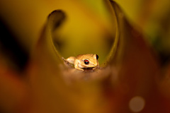 Eleutherodactylus antillensis