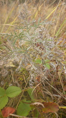 Artemisia messerschmidtiana