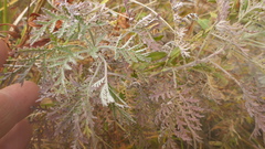 Artemisia messerschmidtiana
