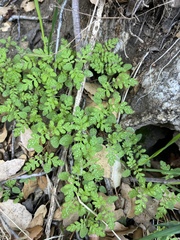 Eucrypta chrysanthemifolia