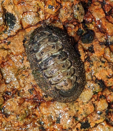 Liolophura sinensis