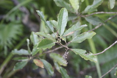 Quintinia serrata