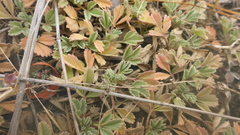 Potentilla acaulis