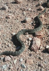 Bothrops ammodytoides