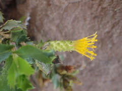 Hazardia squarrosa