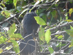 Melanotis hypoleucus