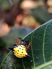 Macracantha hasselti