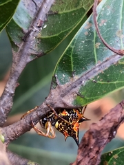 Macracantha hasselti