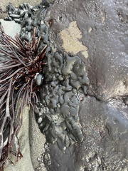 Codium setchellii