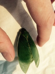 Cystosoma saundersii