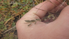 Gueldenstaedtia verna