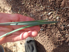 Calochortus fimbriatus