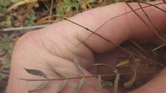 Gueldenstaedtia verna