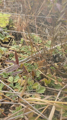 Gueldenstaedtia verna