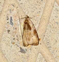 Olethreutes punctanum