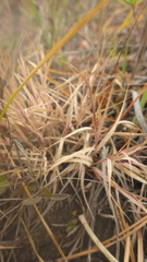 Cleistogenes squarrosa