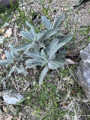 Eriodictyon crassifolium