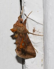 Autographa bimaculata